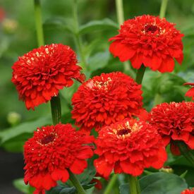 Zinderella Red, Zinnia Seeds